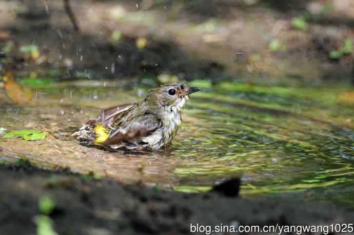 雌性白眉姬鹟(3) 雌性白眉姬鹟(3)