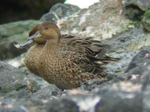 欣赏:美丽的钻水鸭5 欣赏:美丽的钻水鸭5