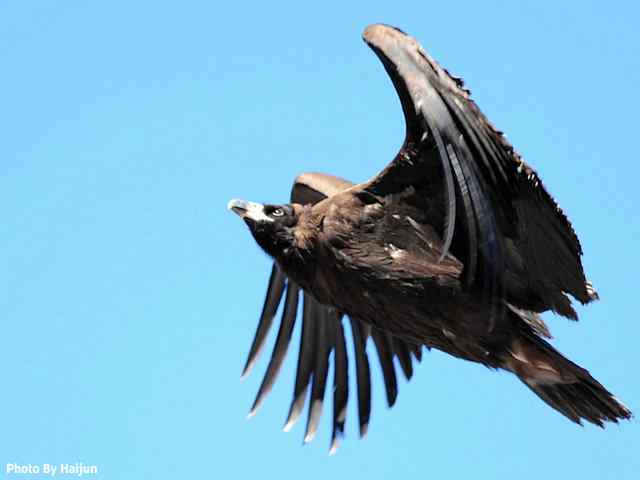 峡谷中 wbr. wbr沐浴阳光的秃鹫