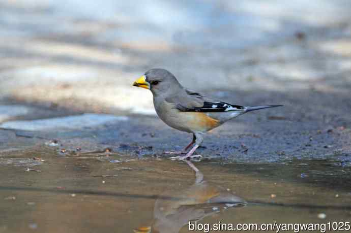 北京天坛公园的鸟类——饮水的黑尾蜡嘴雀（2）
