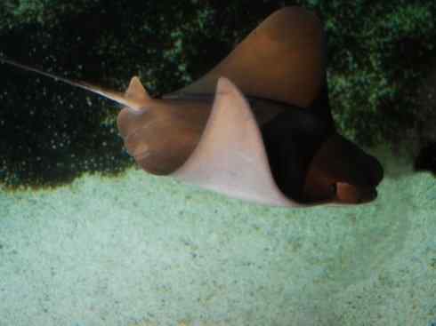 自然奇观：动物大迁徙(鲼)