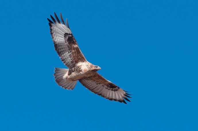 大鵟起飞 大鵟起飞