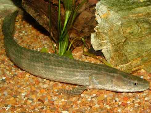 鱼类活化石:多鳍鱼 鱼类活化石:多鳍鱼