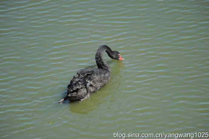 再游麋鹿苑（黑天鹅篇）