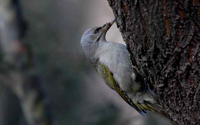 北京植物园赏鸟（十六），灰头绿啄木鸟（组图）
