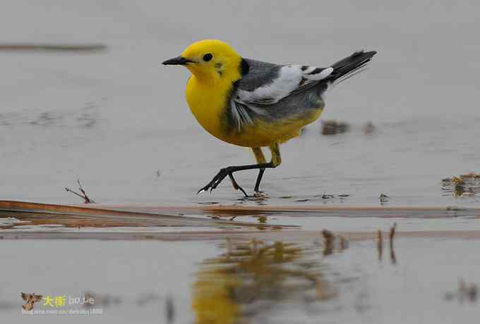 黄头鹡鸰：鹡鸰科最美的鸟儿