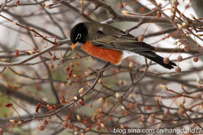 冬日里的北美知更鸟