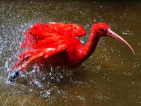 极品红色鸟类：美洲红鹮