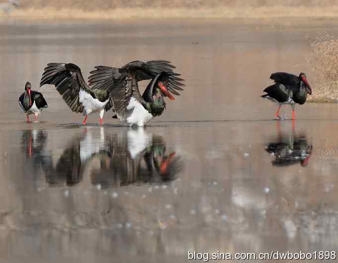 再拍黑巨鸡 再拍黑巨鸡