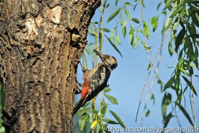 父子情深的大斑啄木鸟（3）