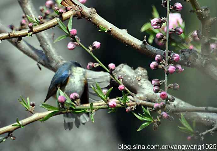 洗浴与梳理（纪实）