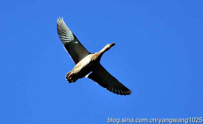 飞 wbr（绿头鸭）