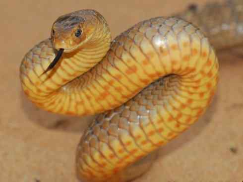 龙：传说的兽原型探秘（澳洲眼睛蛇类）