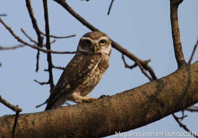 更多尼泊尔的鸟