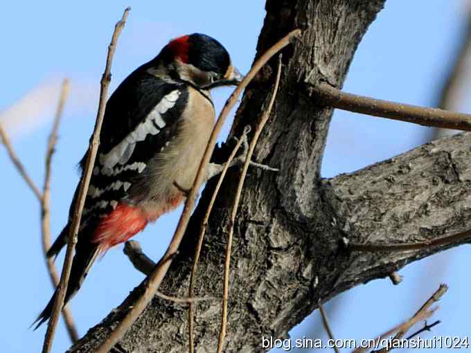 植物园里的大斑啄木鸟