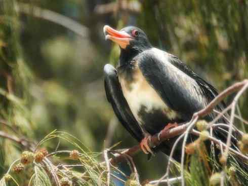 天生猎手：非猛禽类猎手之五（海上霸主军舰鸟、海鸥）