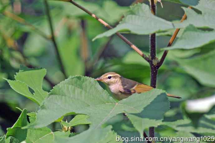 黄眉柳莺(25) 黄眉柳莺(25)