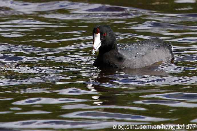 美国鸟类摄影——美洲骨顶