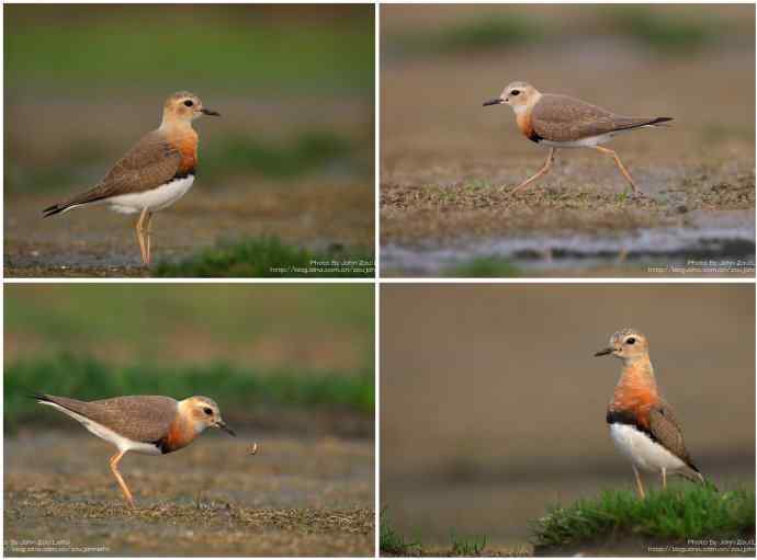如期而至的东方鸻