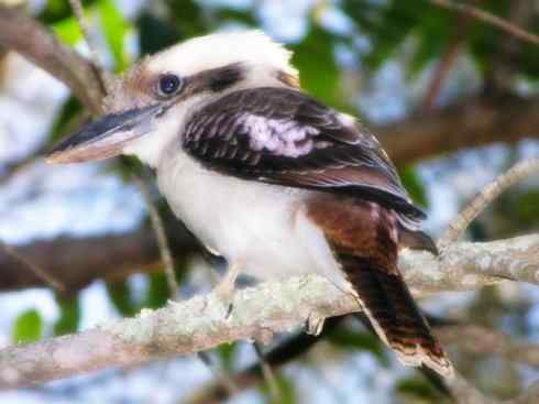 天生猎手：非猛禽类猎手之二（雀鸟也是屠夫——伯劳）