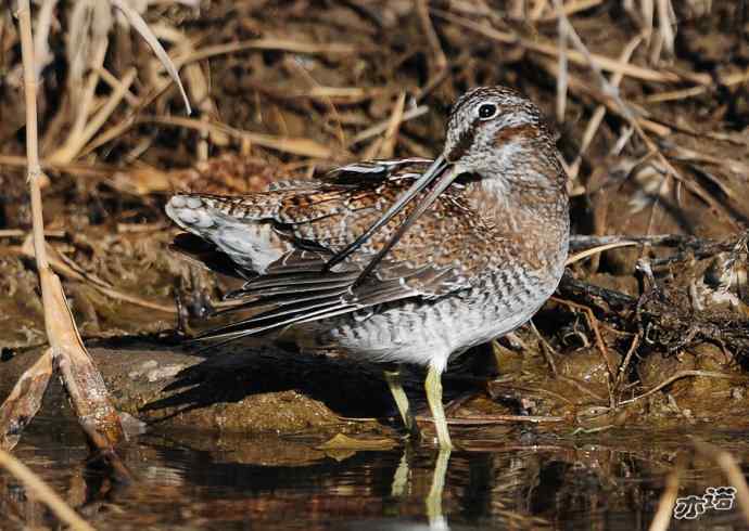 白河峡谷 wbr路 wbr孤沙锥(沐浴梳羽版) 白河峡谷 wbr路 wbr孤沙锥(沐浴梳羽版)