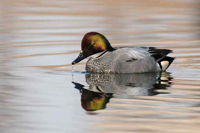 唐罗鸭 wbr八百里加急★ 唐罗鸭 wbr八百里加急★