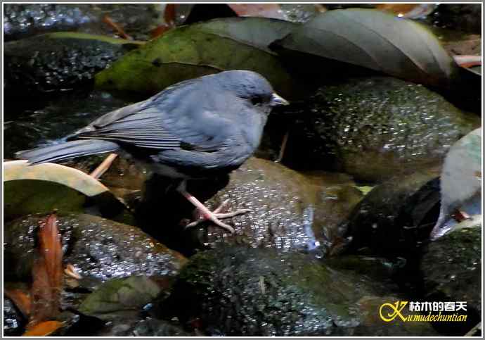 鈥溊垛澯脞湴租潯菊掌