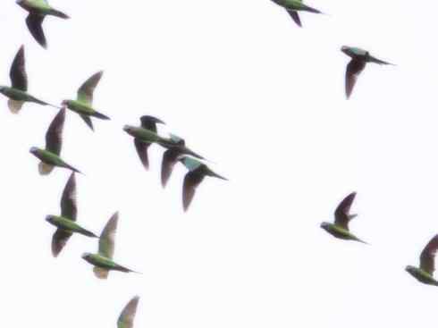 家禽驯化之源之七