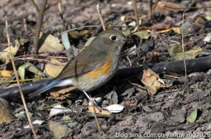 野生鸟（红肋蓝尾鸲）2