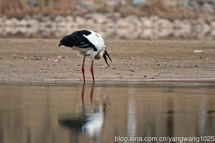 吃早餐的东方白鹳（2）
