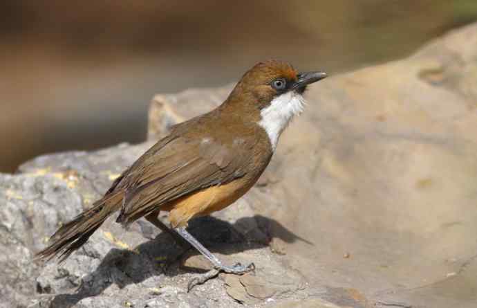 鈥溎稚酵踱澰诰┏堑某聊兆