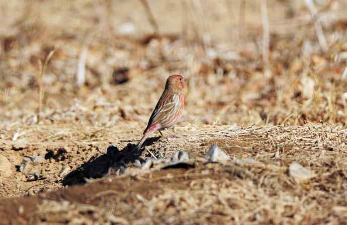 雄性北朱雀（2）
