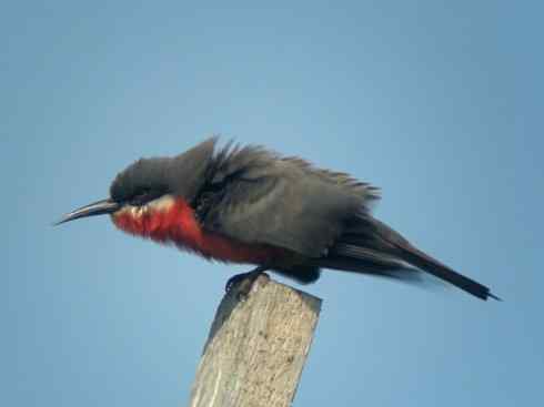 绝色攀禽：佛法僧目之蜂虎4