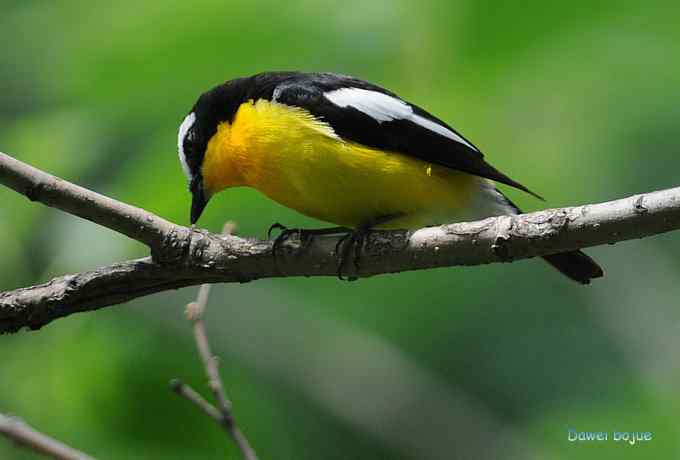 再拍:白眉.紫背和黄鹂 再拍:白眉.紫背和黄鹂