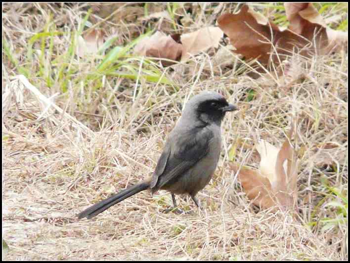 [初级观鸟讲座第5课]一步一步认识武汉的一百种鸟：公园观鸟（三）伯劳戴胜小鸊鷉