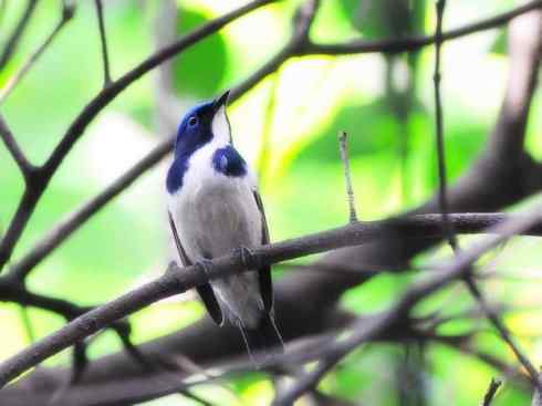 美丽无罪：雀鸟之姬鹟