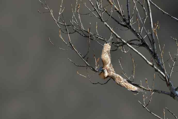 赏图鈥斺斕嵘诤奈幕