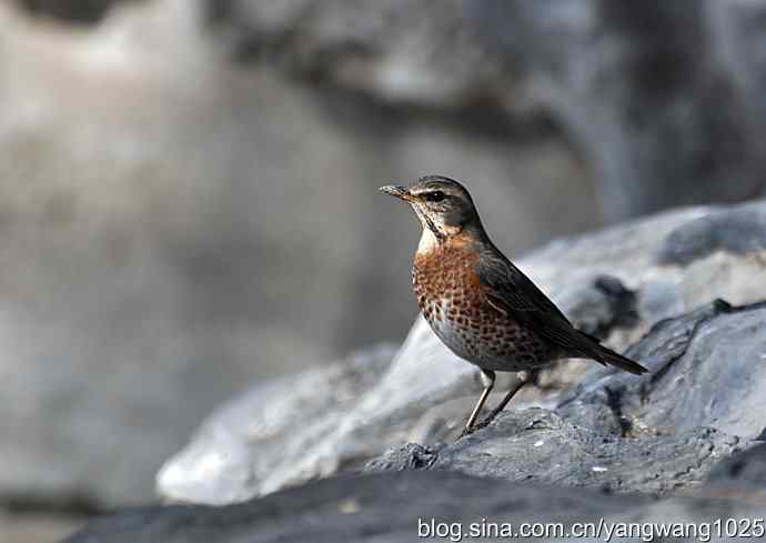 自然和谐的日坛公园（斑鸫）