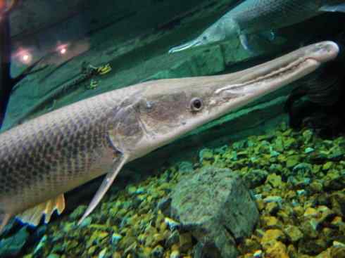 鱼类活化石：鳄雀鳝