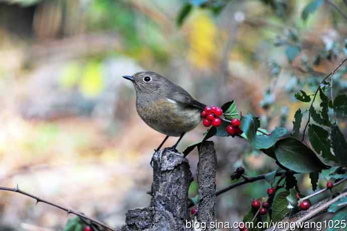 雌性北红尾鸲与红豆