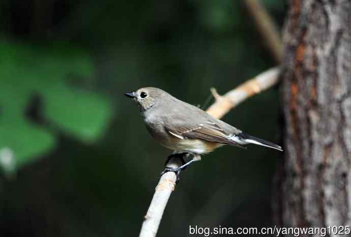 红喉姬鹟(20) 红喉姬鹟(20)