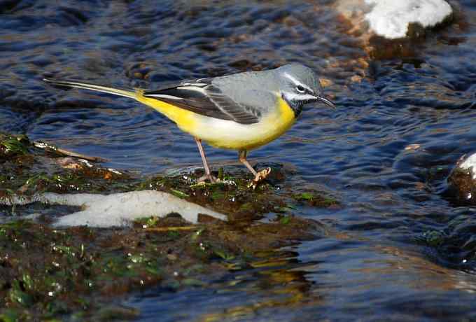 怀沙河鸟调 怀沙河鸟调