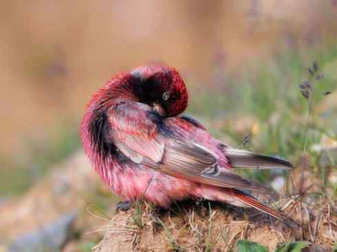 美丽无罪：雀鸟之雀类