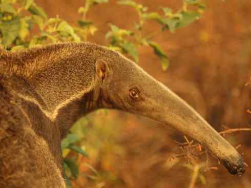 盘点十二大著名食蚁动物:食蚁兽 盘点十二大著名食蚁动物:食蚁兽