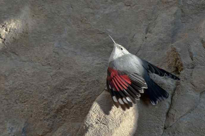 明星鸟鈥斺敽斐嵝谌