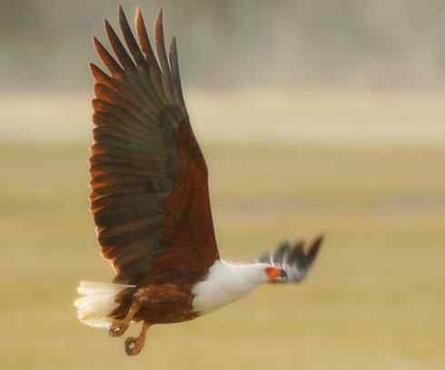 白头鸟系列：另类的美丽（吼海雕）