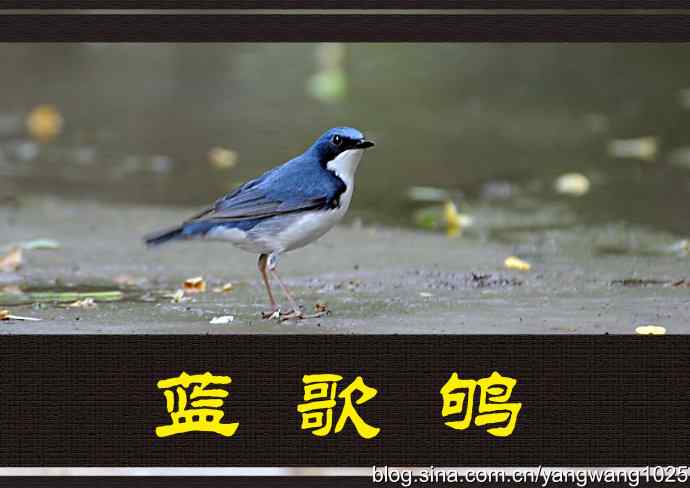 北京天坛公园的鸟类——蓝歌鸲（记录版）