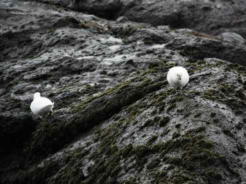 奇特的盔：白鞘嘴鸥