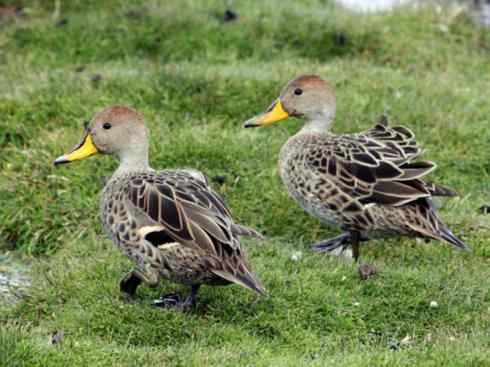 欣赏:美丽的钻水鸭5 欣赏:美丽的钻水鸭5