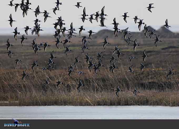 迁徙的鸟：群飞的黑尾塍鹬